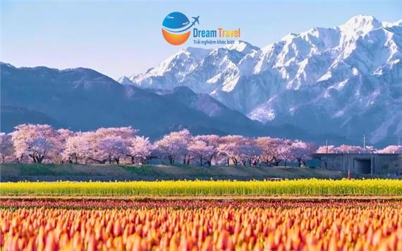 Tour Nhật Bản Cung Đường Romantic Mùa Hoa Anh Đào 2026